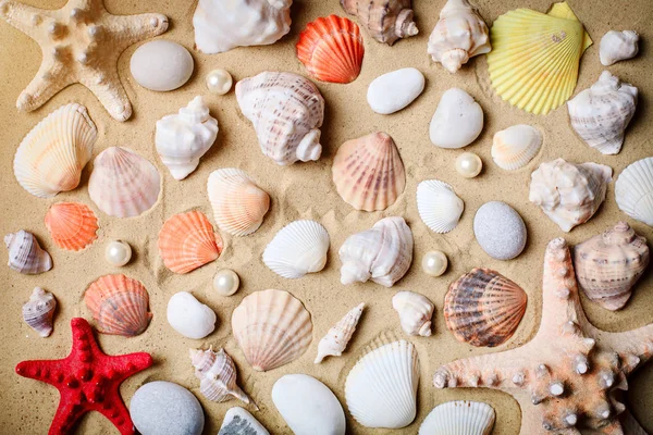 Paisagem com conchas na praia tropical. Descanse na praia. Viagens . — Fotografia de Stock