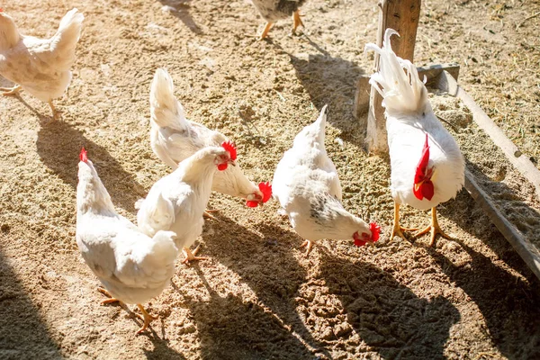 Hanen en kippen op een traditionele Pluimveebedrijf. Landbouw. — Stockfoto