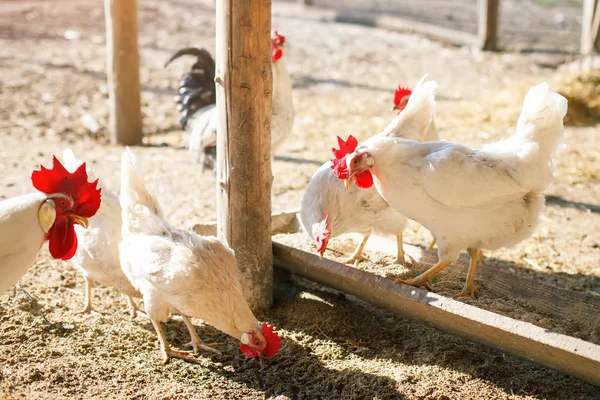 Gallos y gallinas en una granja avícola tradicional. Agricultura . — Foto de Stock