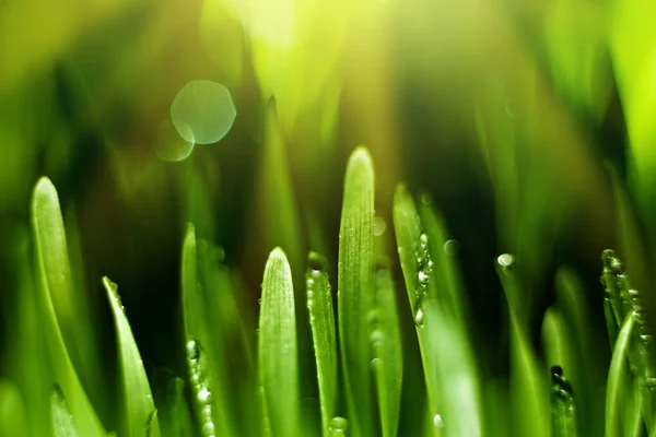 Macro. Contexte, l'eau tombe sur l'herbe verte. Fond d'écran. Concentration sélective. — Photo
