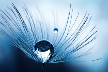 Bir karahindiba tohumunda güzel çiy düşer. Makro. Güzel yumuşak açık mavi ve menekşe arka plan. Seçmeli odak. Kopya alanı ile arka plan.