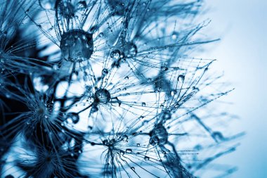 Bir karahindiba tohumunda güzel çiy düşer. Makro. Güzel yumuşak açık mavi ve menekşe arka plan. Seçmeli odak. Kopya alanı ile arka plan.