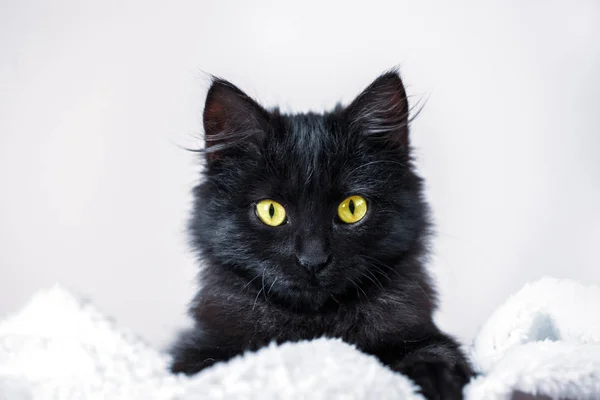 Czarny kotek leży na kanapie. Wybiórcze skupienie. Poziomy. — Zdjęcie stockowe