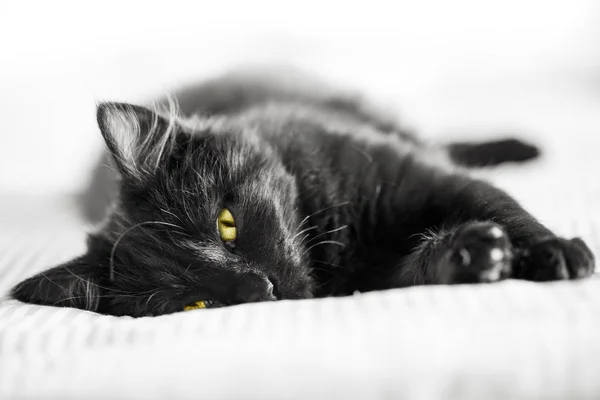 Um gatinho preto jaz no sofá. Foco seletivo. Horizontal . — Fotografia de Stock