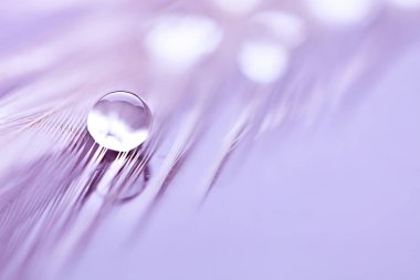 Güzel şeffaf su damlaları ya da yumuşak zeminde yağmur suyu. Makrofotoğrafçılık. Masaüstü arkaplanı. Seçici odak.