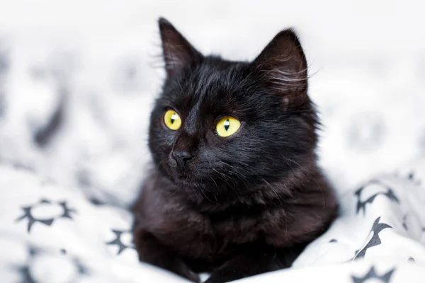 Un gatito negro yace en el sofá. Enfoque selectivo. Horizontal . — Foto de Stock