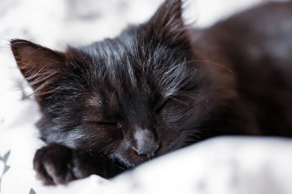 Czarny kotek leży na kanapie. Wybiórcze skupienie. Poziomy. — Zdjęcie stockowe