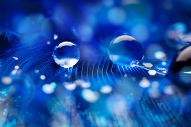 Güzel şeffaf su damlaları ya da yumuşak zeminde yağmur suyu. Makrofotoğrafçılık. Masaüstü arkaplanı. Seçici odak.