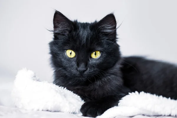 Un gatito negro yace en el sofá. Enfoque selectivo. Horizontal . — Foto de Stock