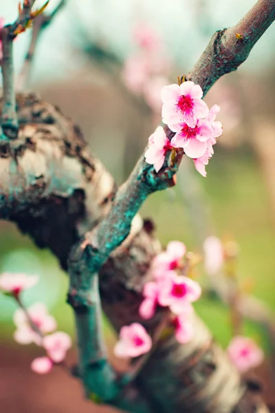 Flores cor-de-rosa florescendo árvore de pêssego na primavera. Primavera florescendo, fundo abstrato. Banner. Foco seletivo . — Fotografia de Stock