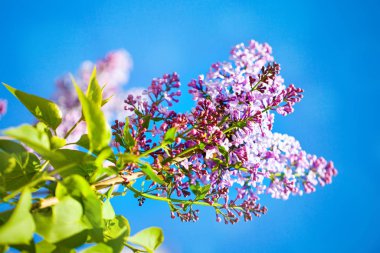 İlkbaharda leylak çiçekleri açar. Bahar çiçekleri, soyut arka plan. Pankart. Seçici odak.