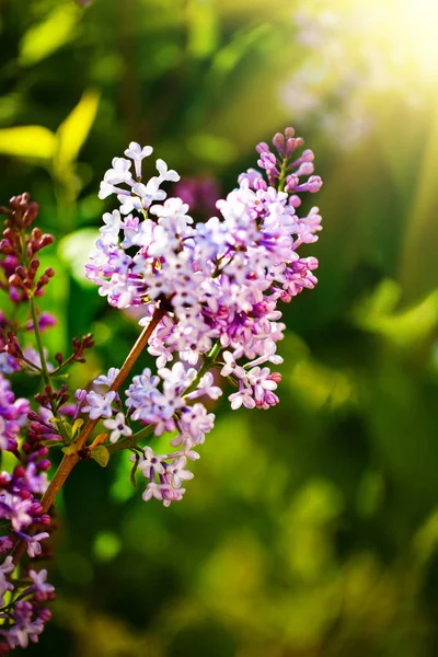 Lilac bloemen bloeien in het voorjaar. Voorjaarsbloei, abstracte achtergrond. Een spandoek. Selectieve focus. — Stockfoto