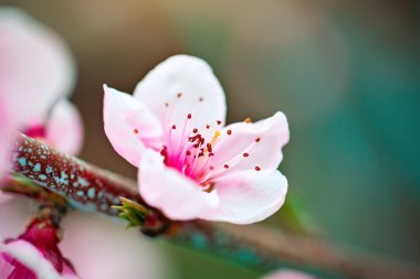 Pembe çiçekler baharda şeftali ağacı açar. Bahar çiçekleri, soyut arka plan. Pankart. Seçici odak.