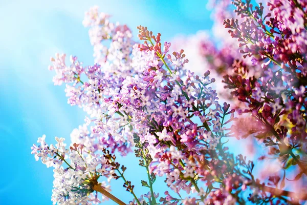 Lilac bloemen bloeien in het voorjaar. Voorjaarsbloei, abstracte achtergrond. Een spandoek. Selectieve focus. — Stockfoto