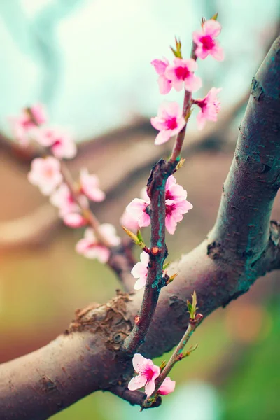 Flores cor-de-rosa florescendo árvore de pêssego na primavera. Primavera florescendo, fundo abstrato. Banner. Foco seletivo . — Fotografia de Stock