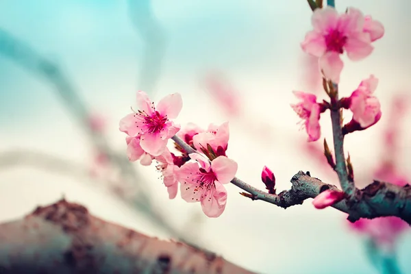 Růžové květy kvetoucí broskvoně na jaře. Jarní květ, abstraktní pozadí. Banner. Selektivní zaměření. — Stock fotografie
