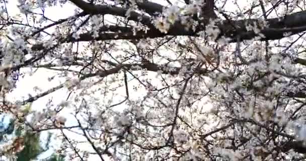 Blühende Aprikosenzweige. Marillengarten im Frühling. — Stockvideo