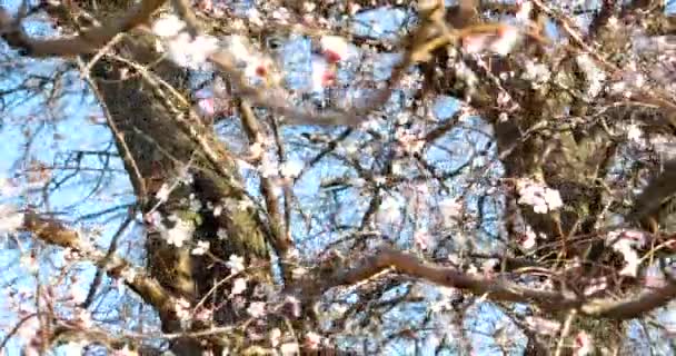 Ramas florecientes de albaricoque. Jardín de albaricoque de primavera . — Vídeos de Stock