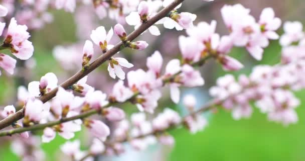 Blossoming peach tree branches. Spring peach garden. 4k. — Stock Video