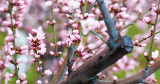 枯萎的桃树枝条.春天的桃园4k. — 图库视频影像