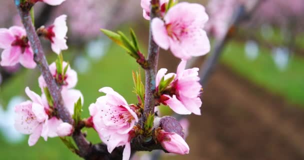 Fioritura rami di pesco. Giardino delle pesche primaverili. 4k . — Video Stock