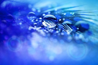 Güzel şeffaf su damlaları ya da yumuşak zeminde yağmur suyu. Makrofotoğrafçılık. Masaüstü arkaplanı. Seçici odak.