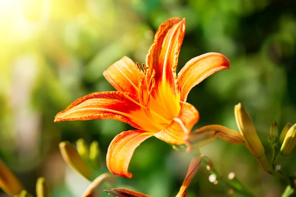 Tiger lilies in garden. Can be used as a wallpaper or background. Horizontal. Selective focus.