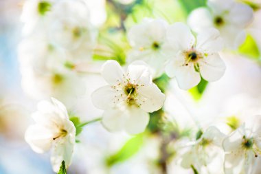 Pembe çiçekler baharda şeftali ağacı açar. Bahar çiçekleri, soyut arka plan. Pankart. Seçici odak.