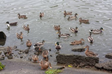 Kış için ördekler uçtu