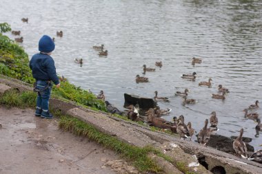 Çocuk izlerken Yüzme ördekler