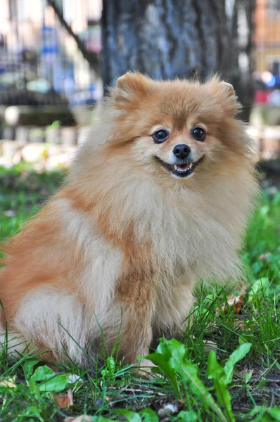 Pomeranian varm solig höstdag i parken — Stockfoto