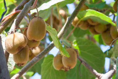 taze sağlıklı meyve kivi yaz gün