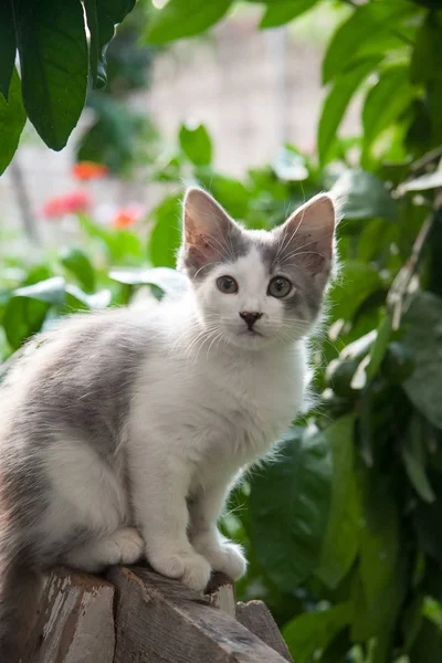 yaz yeşil bitkiler yanında küçük kedi yavrusu