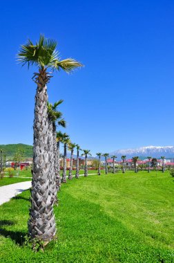 palmiye ağaçlarının arka planını Sochi Adler bölge karlı dağlar