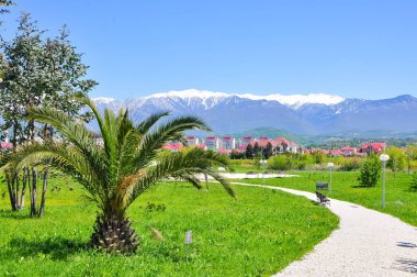 palmiye ağaçlarının arka planını Sochi Adler bölge karlı dağlar