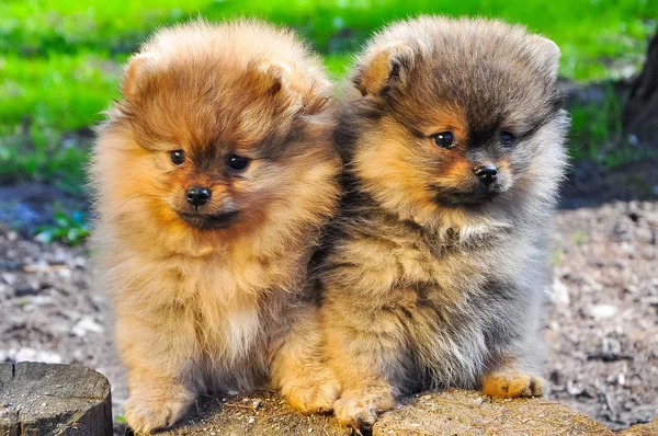 Два померанских щенка на траве — стоковое фото
