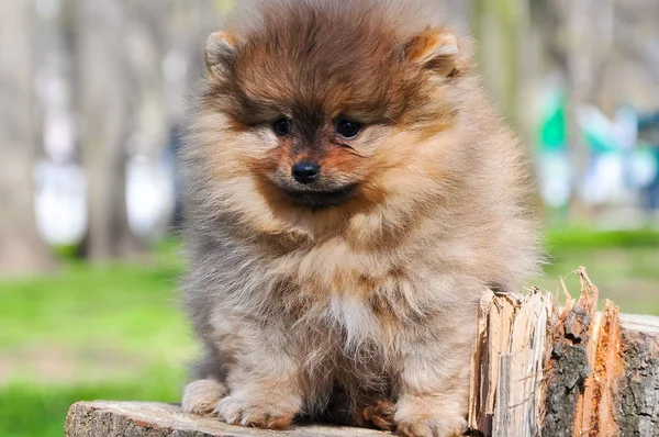Pomeranian dog in a park. Dog sits on a tree — Stock Photo, Image