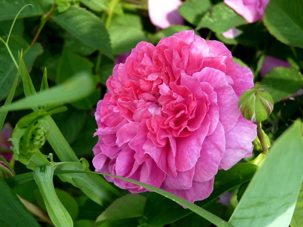 Rosa Ros blomma i trädgården — Stockfoto