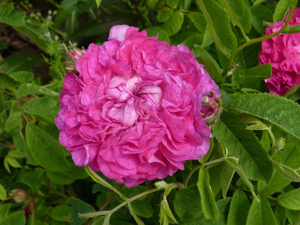 Rosa Rose Blume im Garten — Stockfoto