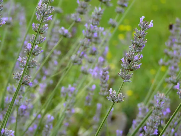 Purple Lavender in Garden — Stock Photo, Image