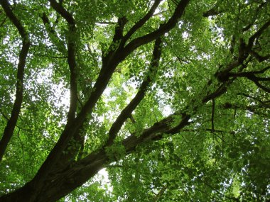 Eski güneşli ağaç dalları aşağıdan