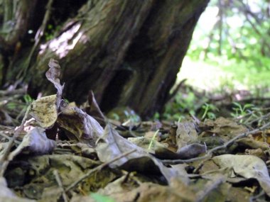 Eski ağaç altında ölü yaprak yakın çekim