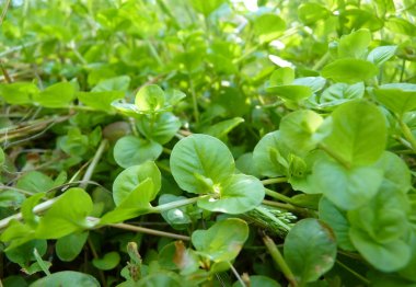 Düşük makro detayını Creeping Jenny Lysimachia Nummulari kadar kapatın