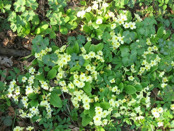 Wilde gelbe Primeln Frühlingsblumen — Stockfoto