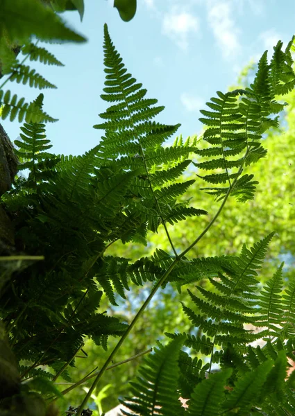 壁、木、青空背景で成長して緑のシダ — ストック写真