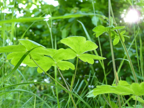 Gros plan des feuilles vertes fraîches des plantes Aquilegia Columbine sur — Photo