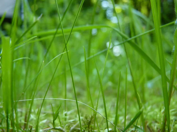 緑の草やコケをクローズ アップ マクロの詳細 — ストック写真
