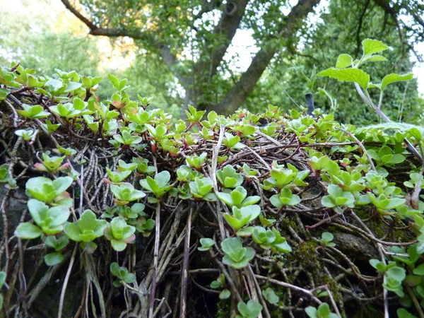 Närbild makro detalj av alpin Sedum växtodling på vägg — Stockfoto