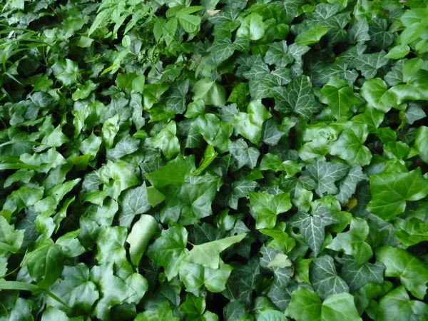 Green Ivy Covering a ground — Stock Photo, Image