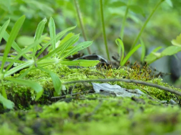 Bajo primer plano Macro detalle de musgo y plantas verdes — Foto de Stock